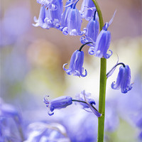 Buy canvas prints of Blue Bells by Dawn Cox