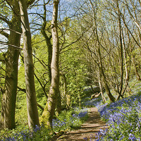 Buy canvas prints of Bluebell pathway by Dawn Cox