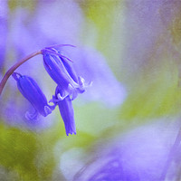 Buy canvas prints of Where the Bluebells live by Dawn Cox