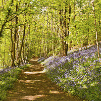 Buy canvas prints of Dont step on the Bluebells by Dawn Cox