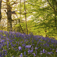 Buy canvas prints of Bluebells on the Hill by Dawn Cox