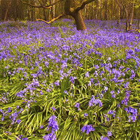Buy canvas prints of A Carpet of Bluebells by Dawn Cox