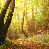 Buy canvas prints of The Bluebell Dell by Dawn Cox