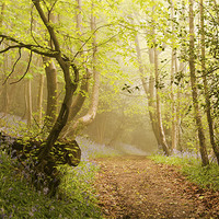Buy canvas prints of Walk through the Bluebell woods by Dawn Cox