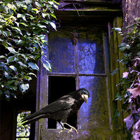 Buy canvas prints of The Rook by Dawn Cox