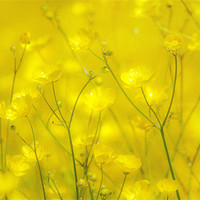 Buy canvas prints of Buttercups by Dawn Cox