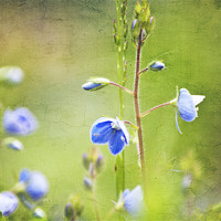 Buy canvas prints of Wildflowers by Dawn Cox
