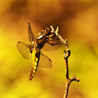 Buy canvas prints of Dragon fly by Dawn Cox