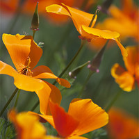 Buy canvas prints of Orange poppies by Dawn Cox