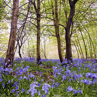 Buy canvas prints of Walking through the Bluebells by Dawn Cox