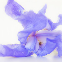 Buy canvas prints of Pale blue Iris by Dawn Cox