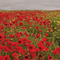 Buy canvas prints of Glorious Poppies by Dawn Cox