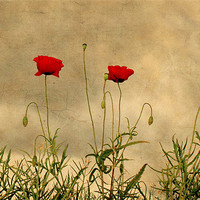 Buy canvas prints of Brave Soldiers by Dawn Cox