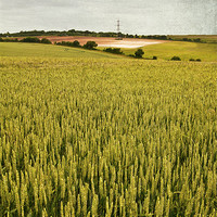 Buy canvas prints of Wheat field by Dawn Cox