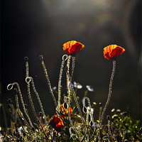 Buy canvas prints of Backlit poppies by Dawn Cox