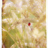 Buy canvas prints of Ladybird Ladybird fly away home by Dawn Cox