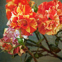 Buy canvas prints of Vintage Rose by Dawn Cox