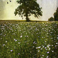 Buy canvas prints of wildflower meadow by Dawn Cox