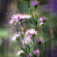 Buy canvas prints of Woodland Flora by Dawn Cox