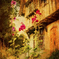 Buy canvas prints of Hollyhock cottage by Dawn Cox