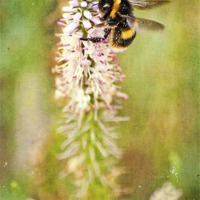 Buy canvas prints of collecting pollen by Dawn Cox