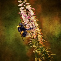 Buy canvas prints of the Bumble Bee by Dawn Cox