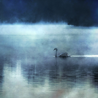 Buy canvas prints of Swan Lake by Dawn Cox