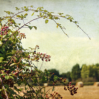 Buy canvas prints of Blackberry picking by Dawn Cox