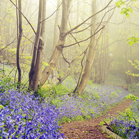 Buy canvas prints of Walk into Bluebell Woods by Dawn Cox