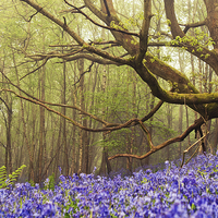 Buy canvas prints of Giant among the Bluebells by Dawn Cox