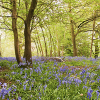 Buy canvas prints of Bluebell woodland by Dawn Cox