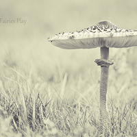 Buy canvas prints of fairy shelter by Dawn Cox
