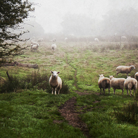 Buy canvas prints of Sheep in the Mist by Dawn Cox