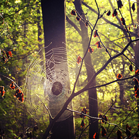 Buy canvas prints of Caught in  Web by Dawn Cox