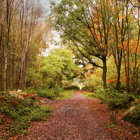 Buy canvas prints of Copper pathway by Dawn Cox