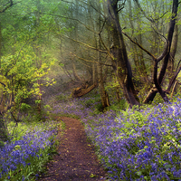 Buy canvas prints of Spring Mist by Dawn Cox