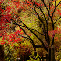 Buy canvas prints of The last flames of Autumn by Dawn Cox