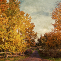 Buy canvas prints of Autumnal  Vibrance by Dawn Cox