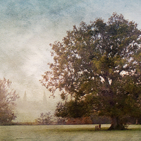 Buy canvas prints of The Old Oak Tree by Dawn Cox