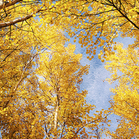 Buy canvas prints of Aspen trees by Dawn Cox
