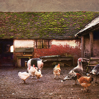 Buy canvas prints of Animal Farm by Dawn Cox
