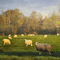 Buy canvas prints of Grazing Sheep by Dawn Cox