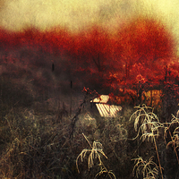 Buy canvas prints of Remaining Embers of Autumn by Dawn Cox
