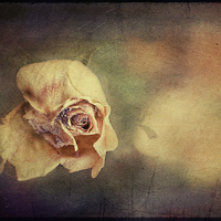 Buy canvas prints of Faded Beauty by Dawn Cox