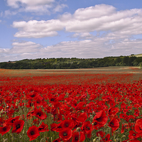 Buy canvas prints of Field of Poppies by Dawn Cox