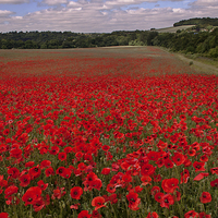 Buy canvas prints of Red for Remembrance by Dawn Cox