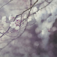 Buy canvas prints of Blossom and Bokeh by Dawn Cox