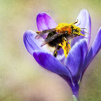 Buy canvas prints of Pollen Collecting by Dawn Cox