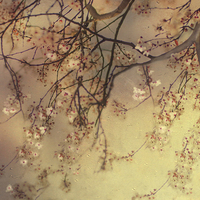 Buy canvas prints of Under the Blossom Tree by Dawn Cox
