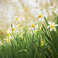 Buy canvas prints of Spring Daffodils by Dawn Cox